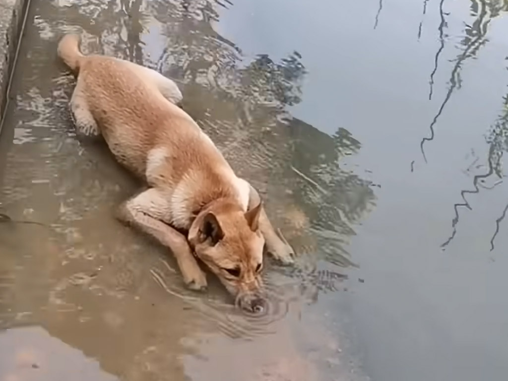 泳がないのに水遊び大満喫！ ブクブクを続ける犬さんの無邪気さに注目