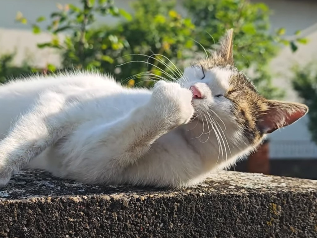 鳥の声と青空を背景に、猫さんが楽しむリラックスタイムが美しすぎる
