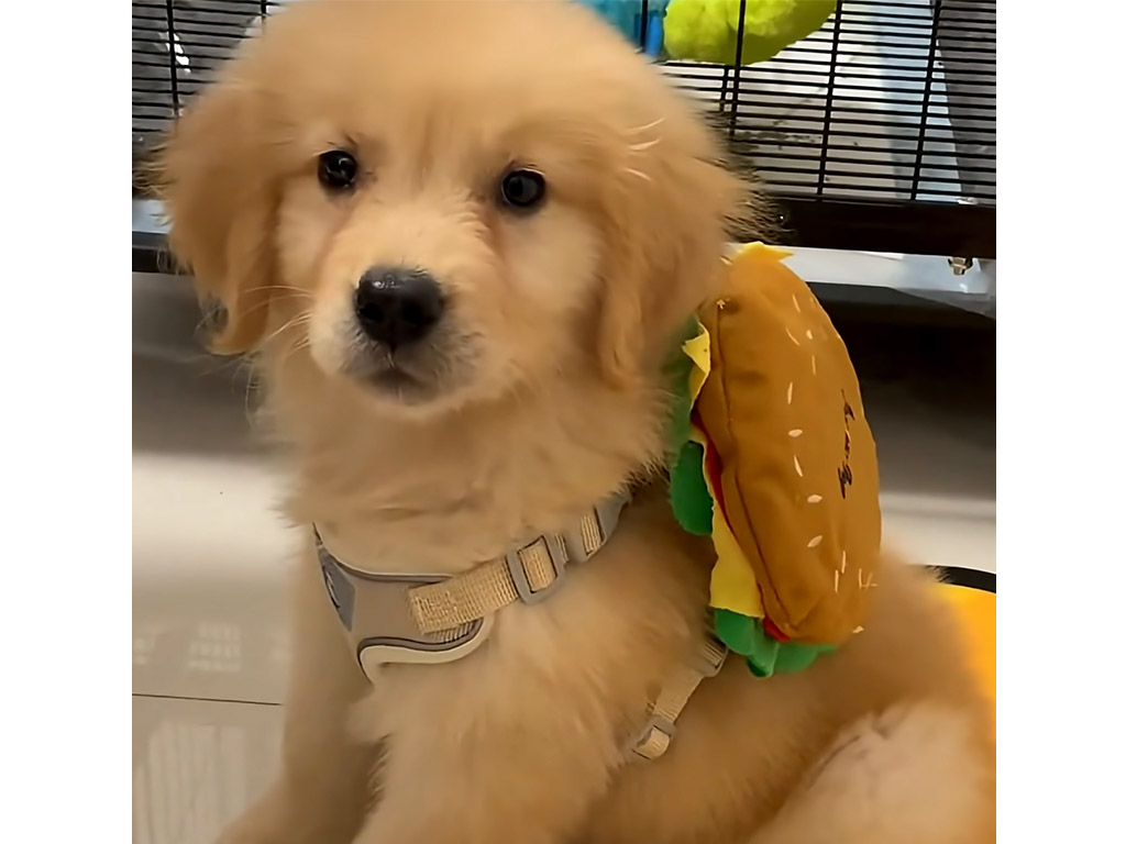 飼い主さんにもらったリュックに大喜びの子犬、似合いすぎて二度見しちゃう！