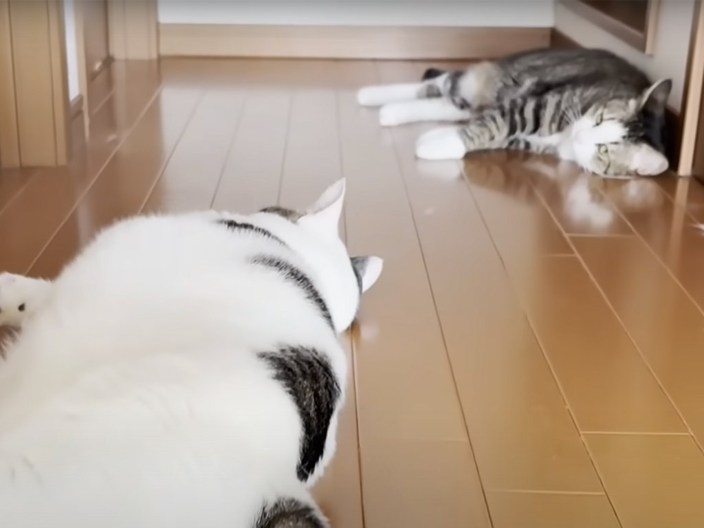 保護子猫が旅立ったあと、普段の静かな日常に戻ったよ