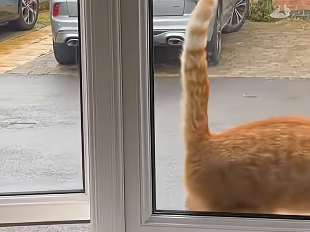 まるでマイケル？ 後ろ向きで歩く猫のスタイリッシュな帰宅