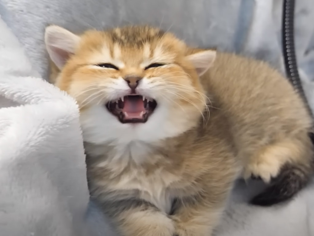「いま寝てたのに〜」とムスッとする子猫の寝起きが人間みたいで可愛い