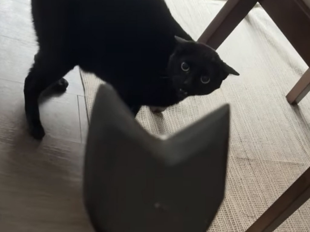気に入ると思ったのに… 黒猫置物を見た愛猫さんのリアクションに反省