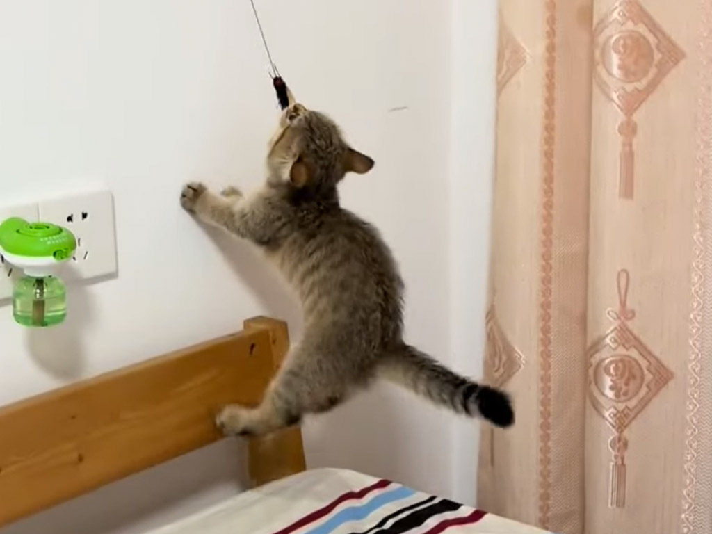 壁に吊るされたおもちゃに夢中！ ぶら下がって挑む子猫の奮闘にきゅん
