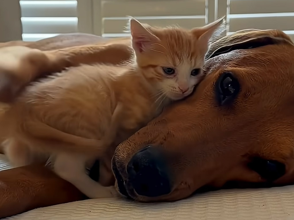 犬と猫って本当に仲良くなれる？ ぎゅっと抱き合う仲良しペアに癒される