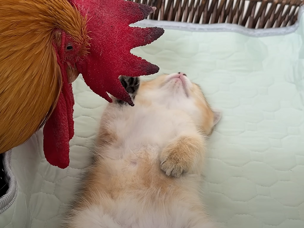 「生きてるよね…？」子猫の熟睡に本気で焦る雄鶏、“心配しすぎアクション”にキュン