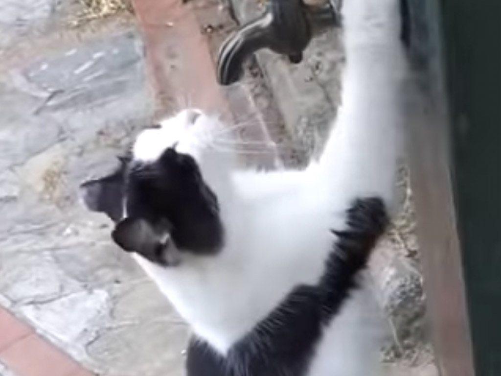 「お水飲みたいの…」蛇口をひねってほしくて可愛くお願いする野良猫さん