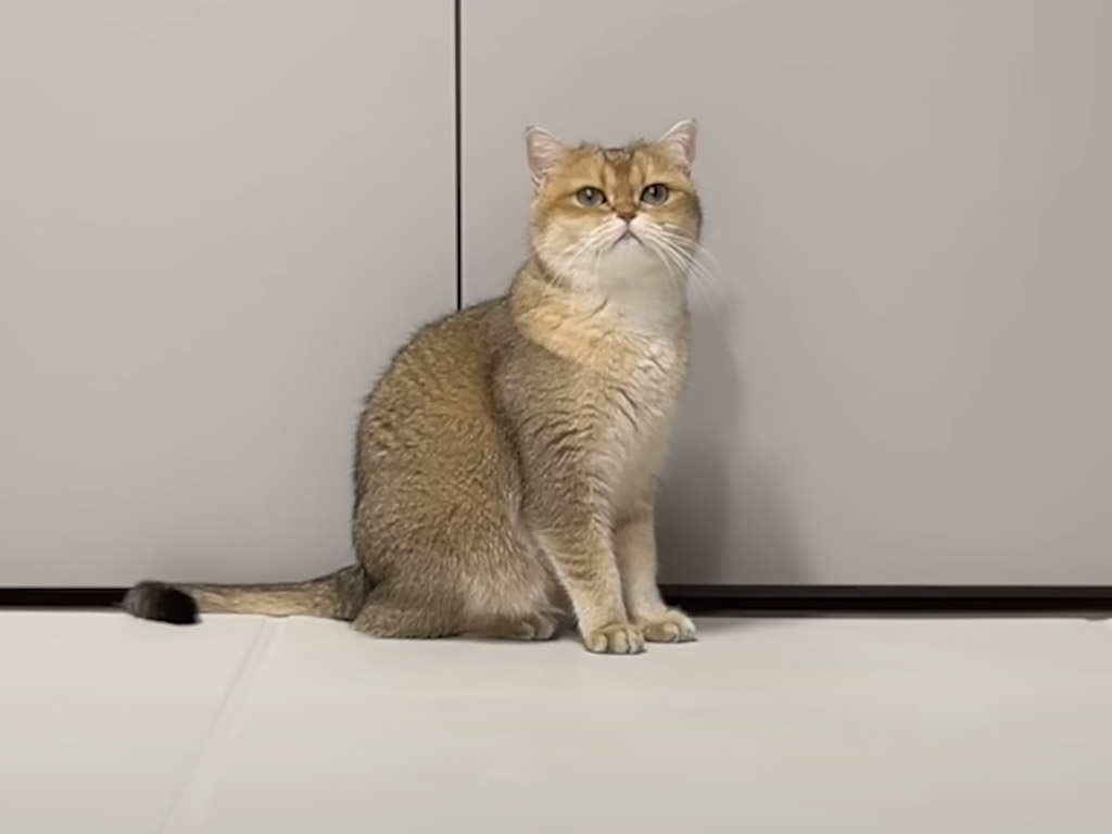 留守中の猫のリアルな表情… のびのび派と“まだかな派”の対照的な姿に注目