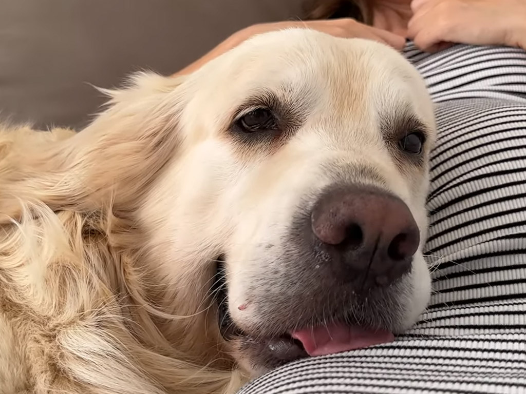 妊娠中のママにぴったり寄り添う犬、赤ちゃんを守ろうとしてる？