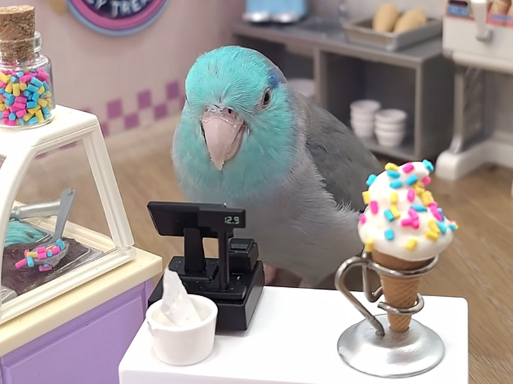 夢が詰まってる♡ インコさんがアイス屋さんになってオーダーに応えてくれる世界