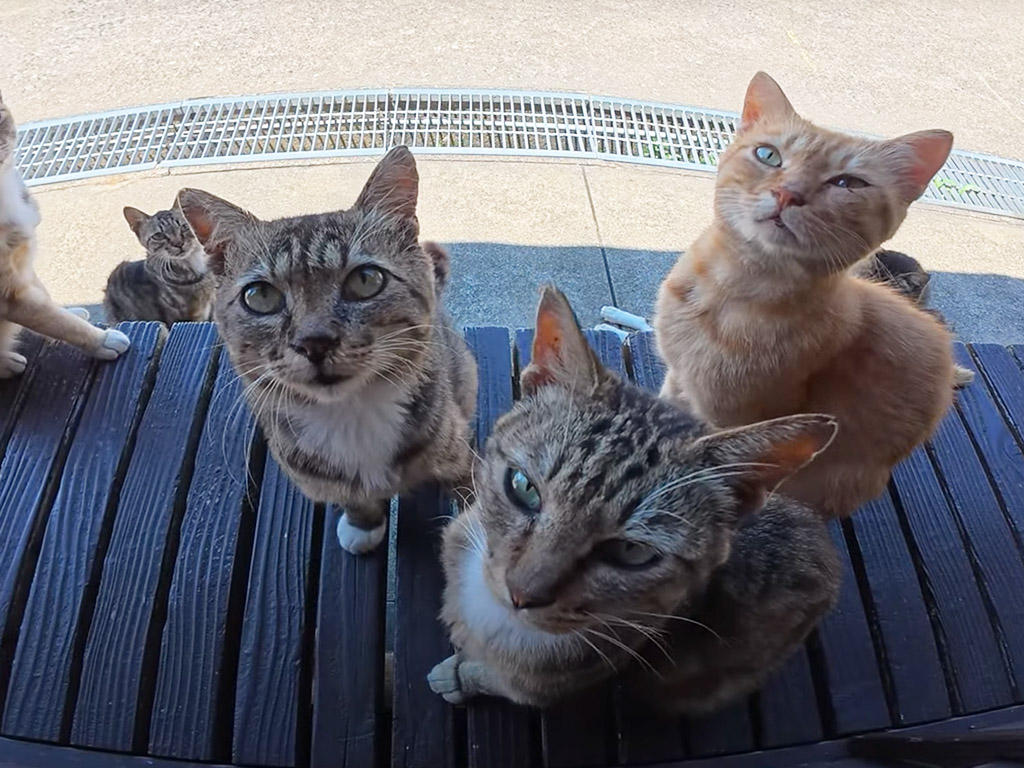 外を見たら猫がずらり…！ 窓の外で待つモフモフたちに心がゆるむ