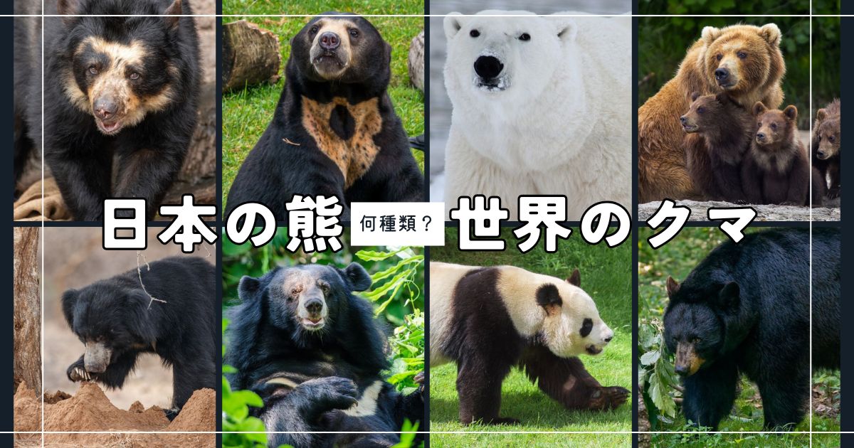 【ジビエ】ツキノワグマ　レバー　肝臓　１０１２ｇ　鮮度最高　熊の内臓 ニッポンツキノワグマ | 野生の王国 群馬サファリパーク