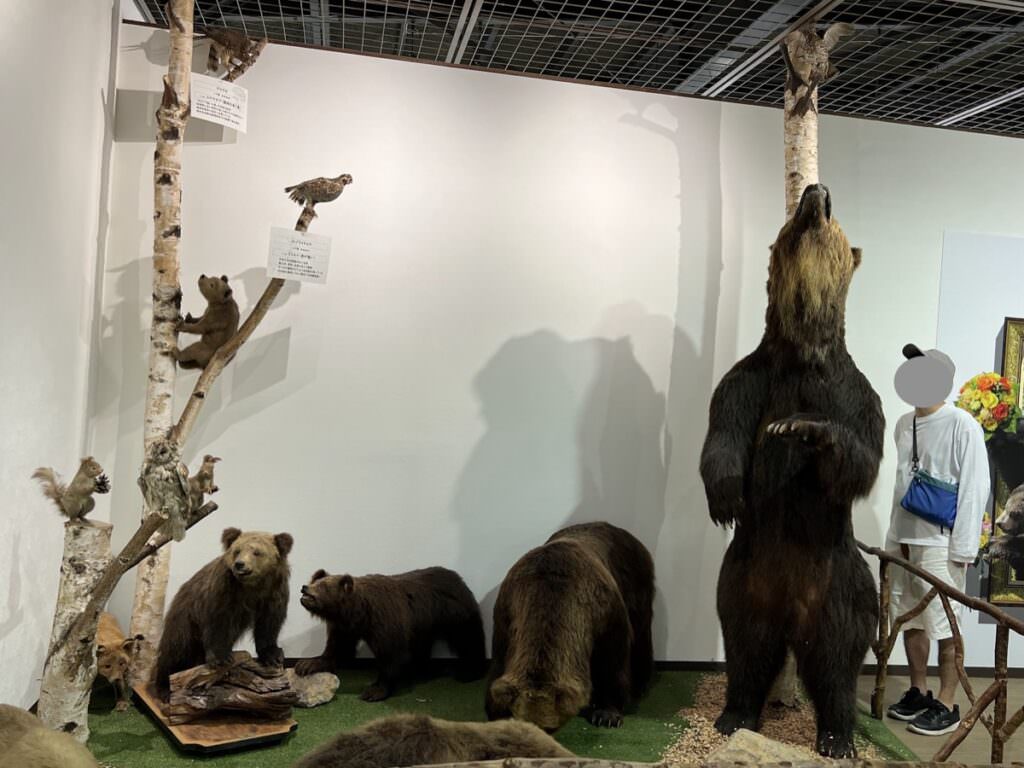 ヒグマとツキノワグマの違い【2025年版】体格・危険性・生息地を完全比較 | どうぶつのこと。～動物の動画や雑学が毎日見つかるサイト～