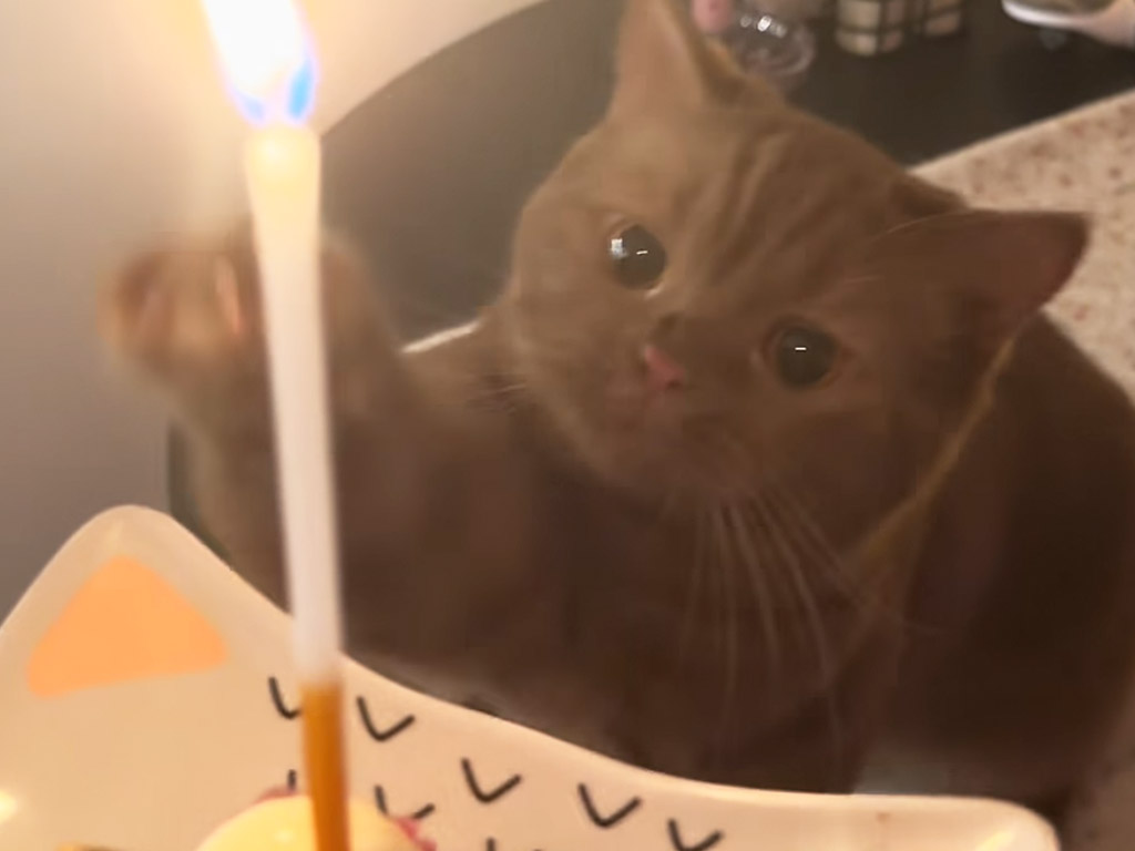 バースデーソングよりケーキを食べたい ！待ちきれない猫さんのお誕生日パーティー