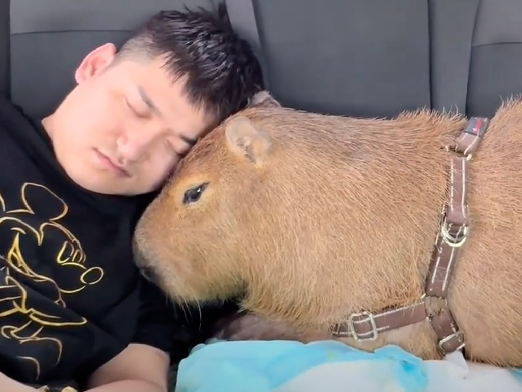 飼い主さんの枕役？ カピバラさんの優しい添い寝スタイルに癒される！