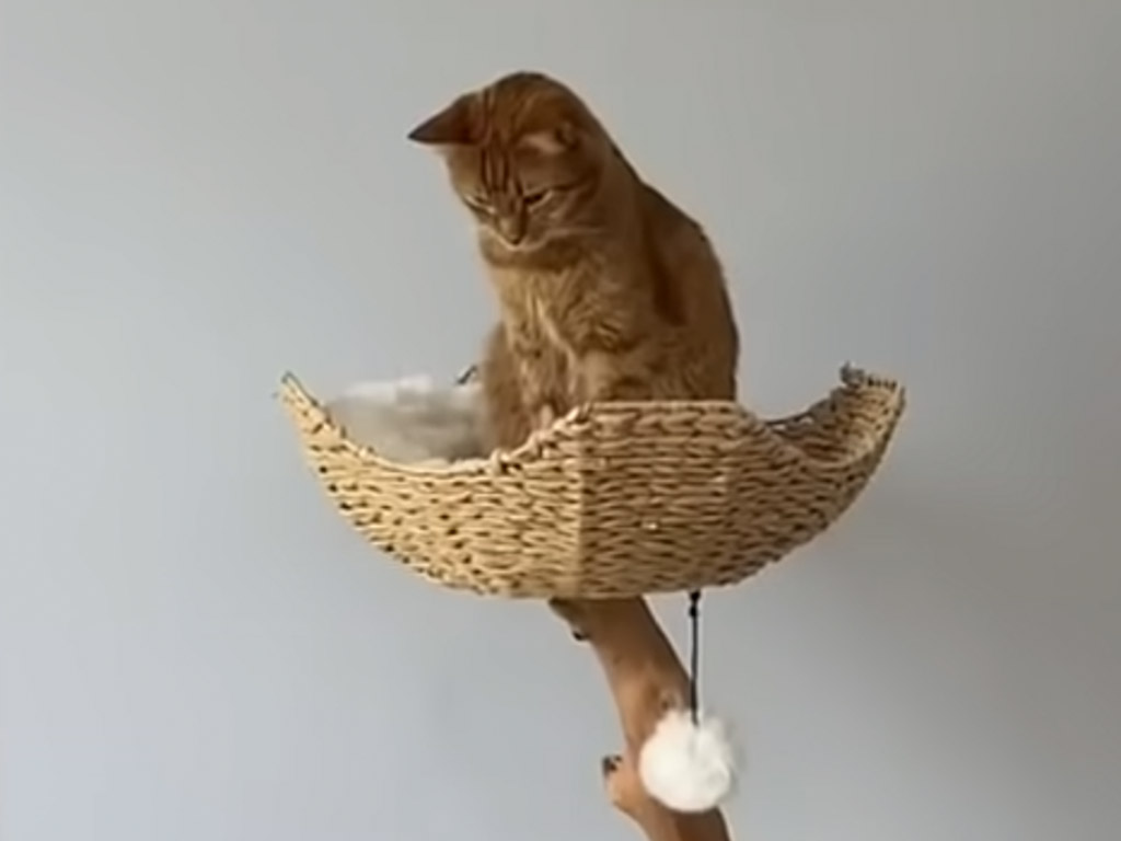 「ここはボクだけの場所！」キャットタワーの頂点で余裕顔の先輩猫に訪れた逆転劇