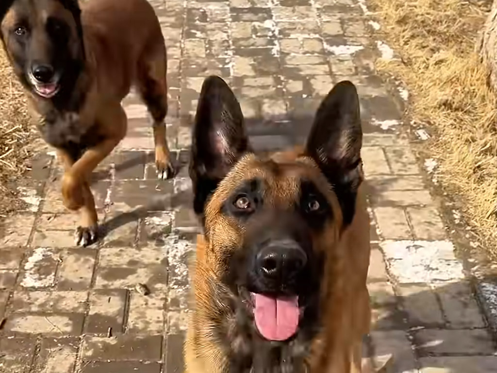 視線を合わせなくても息ぴったり！犬さんコンビが見せた完璧なシンクロダンス