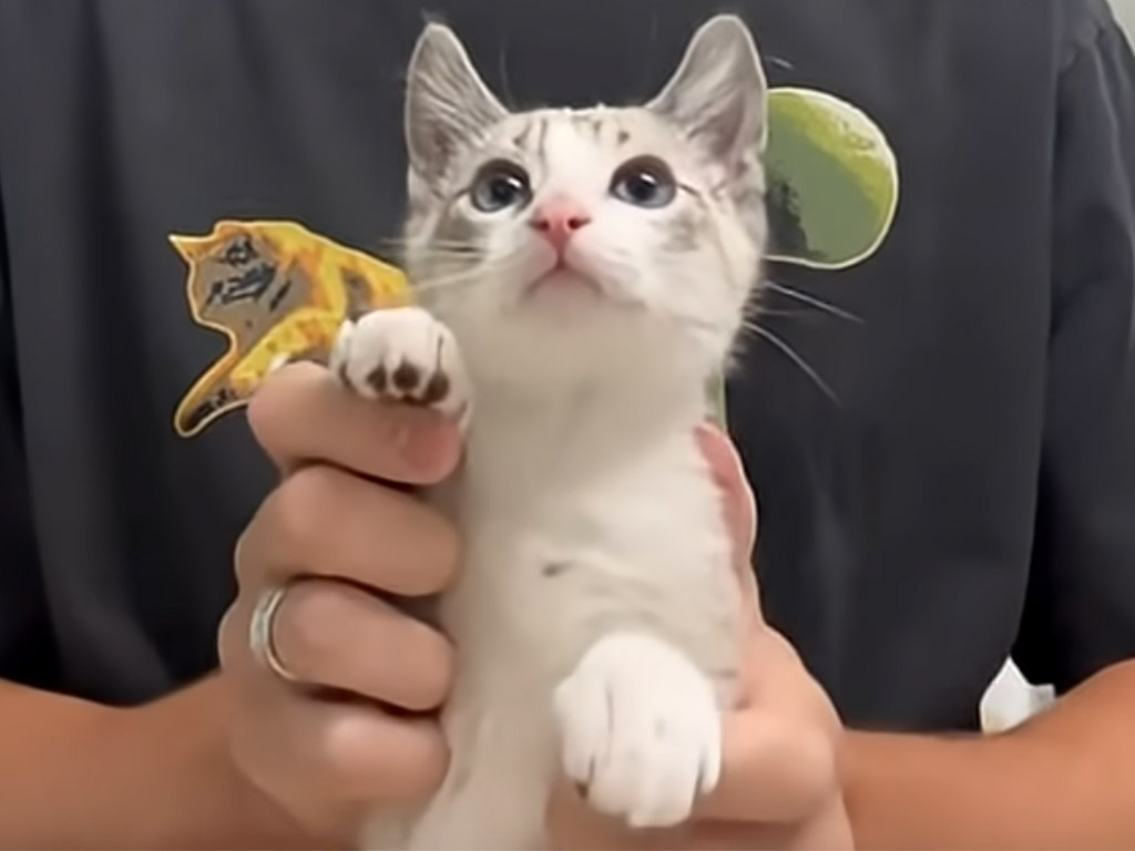 初挑戦なのに息ぴったり！ 新入り子猫とベテラン猫が見せたコミカルなダンス