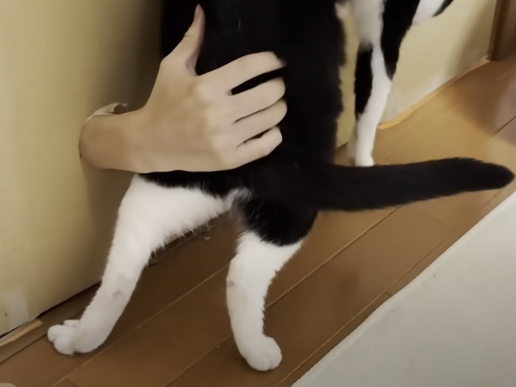 猫を手触りだけで当てられる？ 「この子は誰だ！」家族で挑戦・猫当てクイズ