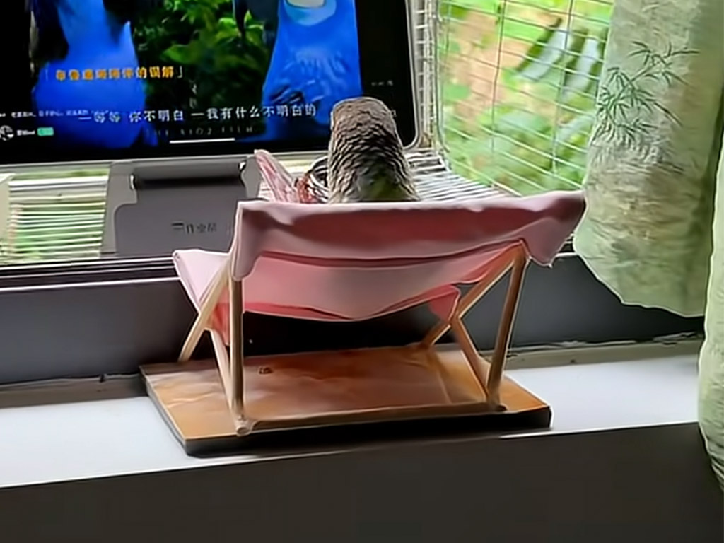 おやつ片手に鳥アニメを鑑賞！ 映画館気分のオウムさんが可愛すぎる