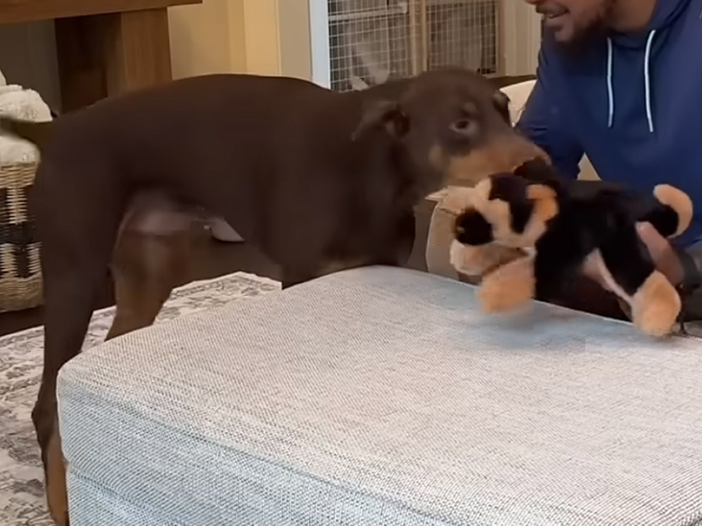 愛犬そっくりのぬいぐるみにヤキモチ？ 思わずカプっとする可愛い反応