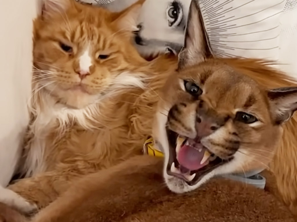 猫がそばにいないと怒っちゃう？ 拗ねるカラカルが可愛すぎ