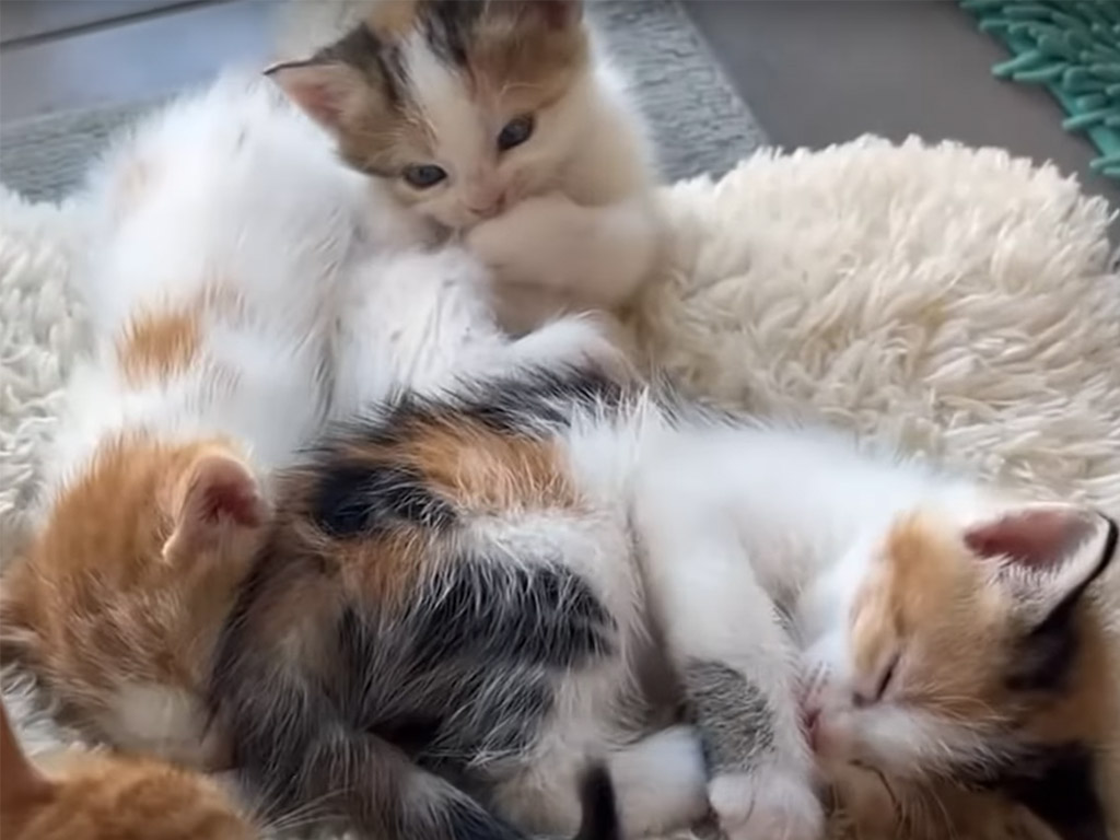 「うちの子カワイイ！」のびのび育つ子猫たちを見守る母猫さんのまなざしにホッ♡