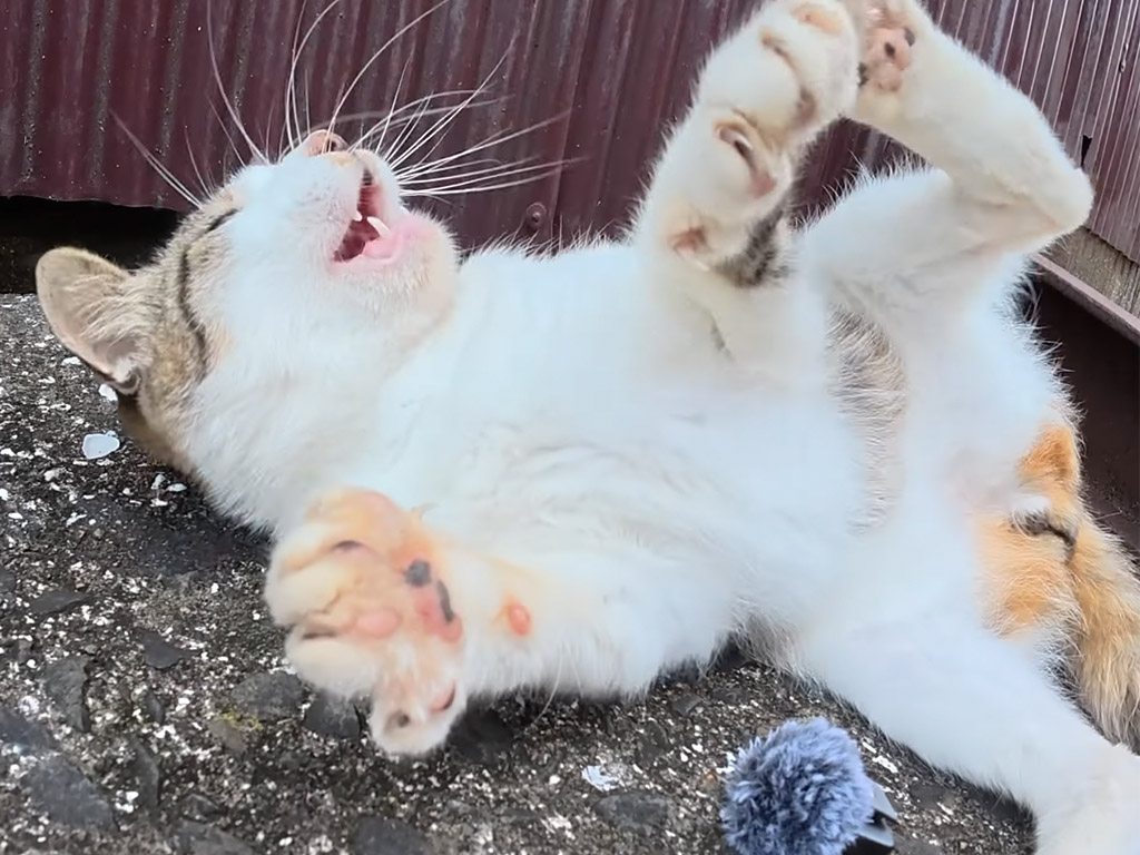 ふわふわマイクに夢中な猫さん、撮影者と繰り広げる「返して！」「やだ！」のやり取り