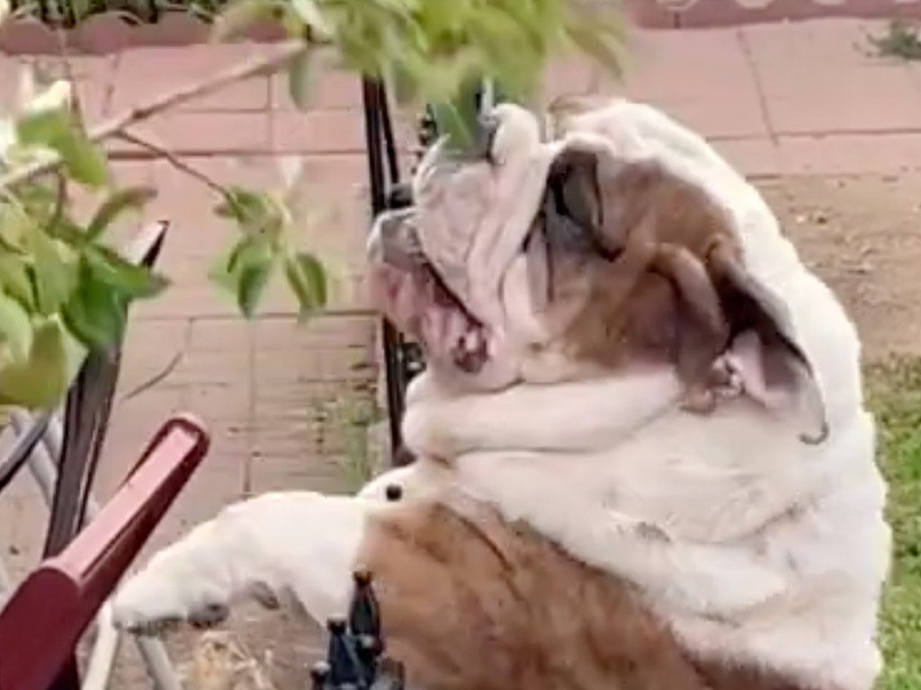 犬「すぐそこにあるのに！」何度もジャンプして果物を狙う、残念だけど愛しい姿