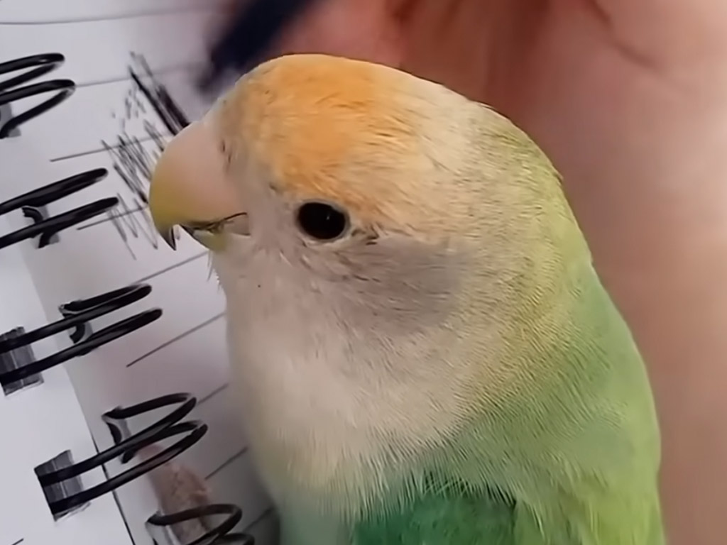 音マネに動きまで…？ 鳥さんたちの完コピが止まらない！ 音と動きを自在に再現