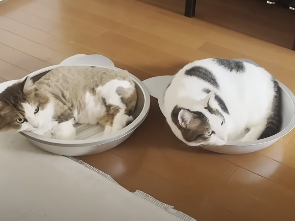 おやつ泥棒は誰？ バレバレなのに堂々とする犯猫さんが最高