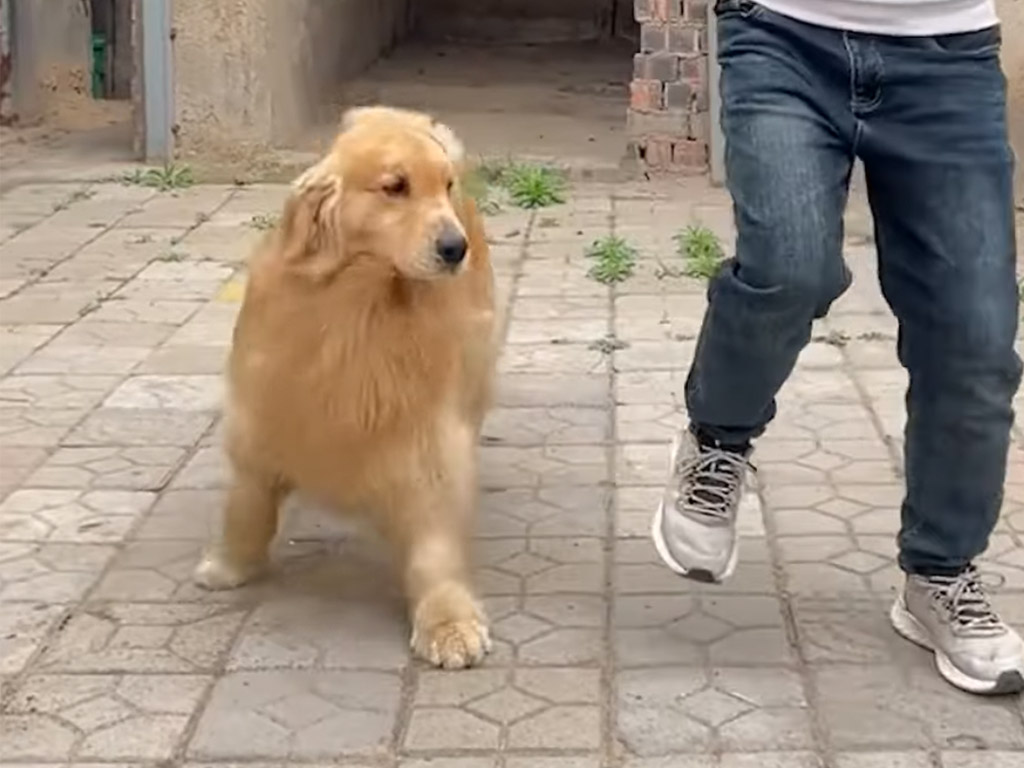見て覚えたの？ 飼い主の仕草を完コピするゴールデンさんの集中力がすごい