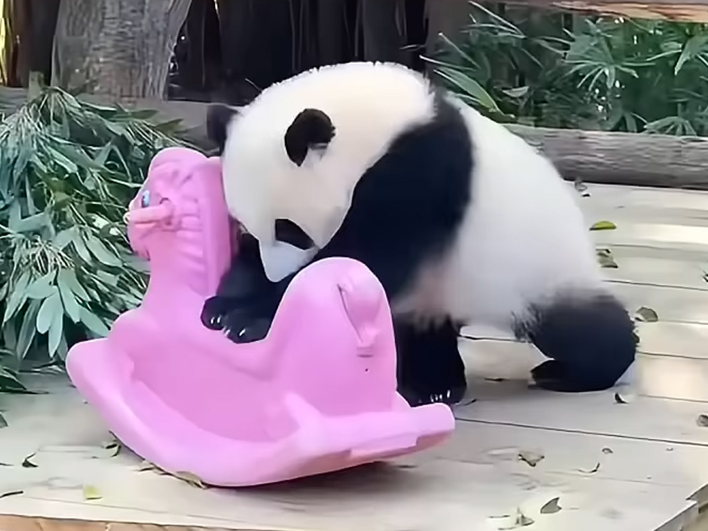 元気いっぱいの子パンダさん、張り切りすぎてコロンと…