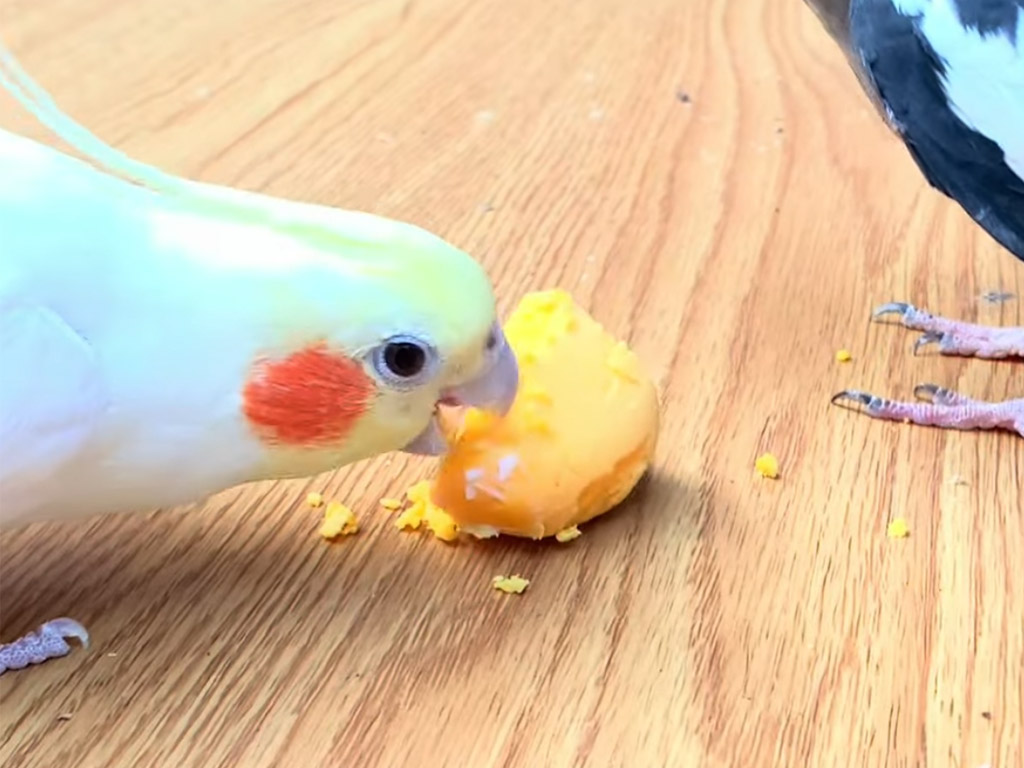 「食べ過ぎだって！」ごはん大好きな相棒を、やんわり注意する可愛いオカメインコさん