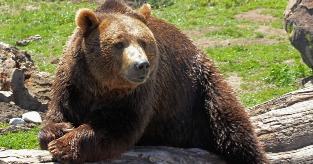 グリズリー