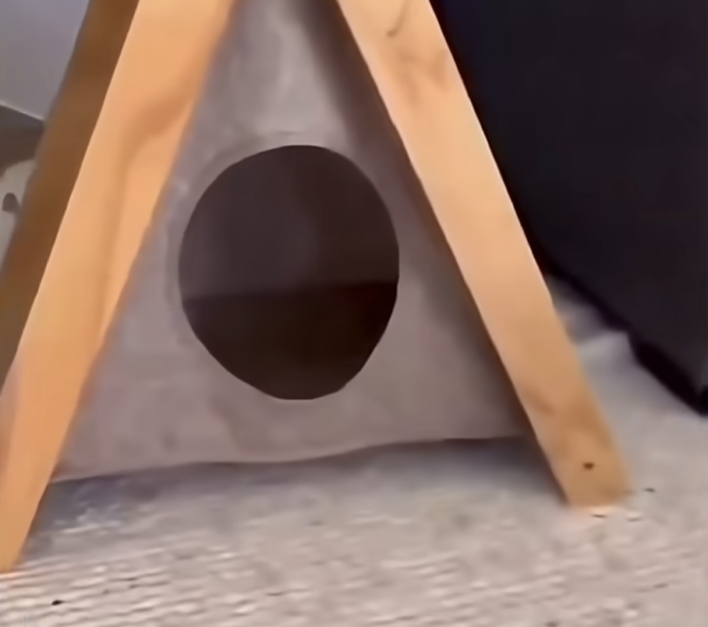 ふわふわベッドもキャットタワーも無視して、猫さんが選んだのはまさかの…