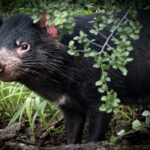 Tasmanian devil