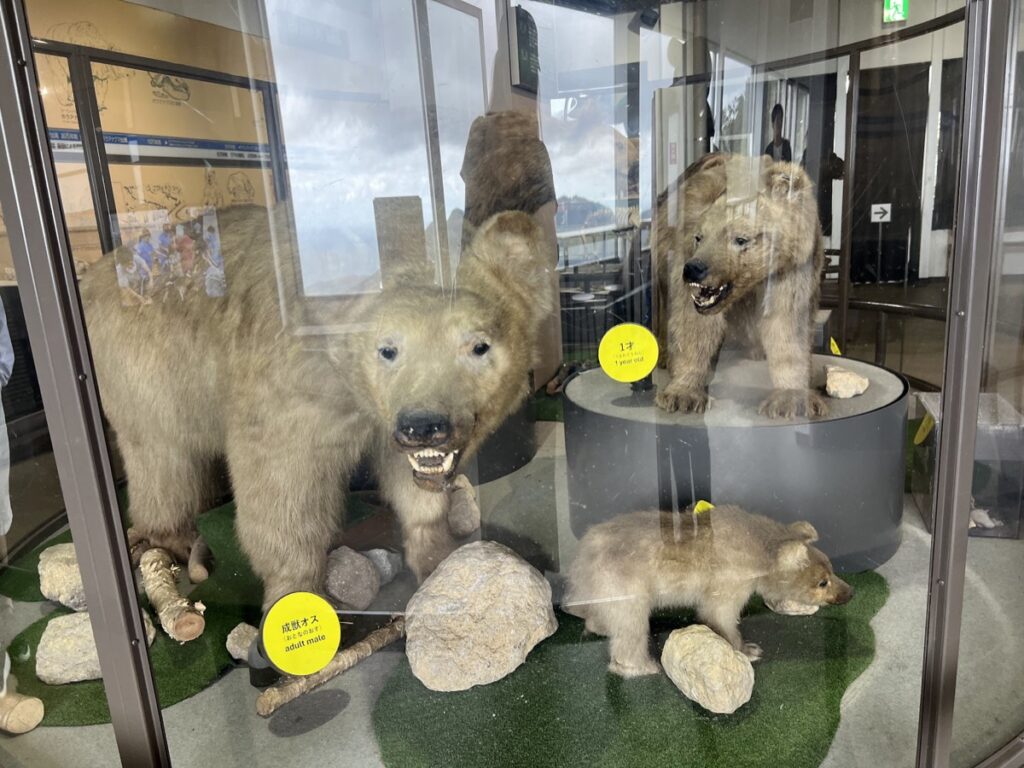 熊の大きさ(登別クマ牧場取材にて)