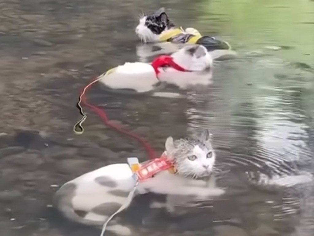 毎日暑すぎる！ 水に浸かって涼む猫さんたちの珍しいリラックス姿