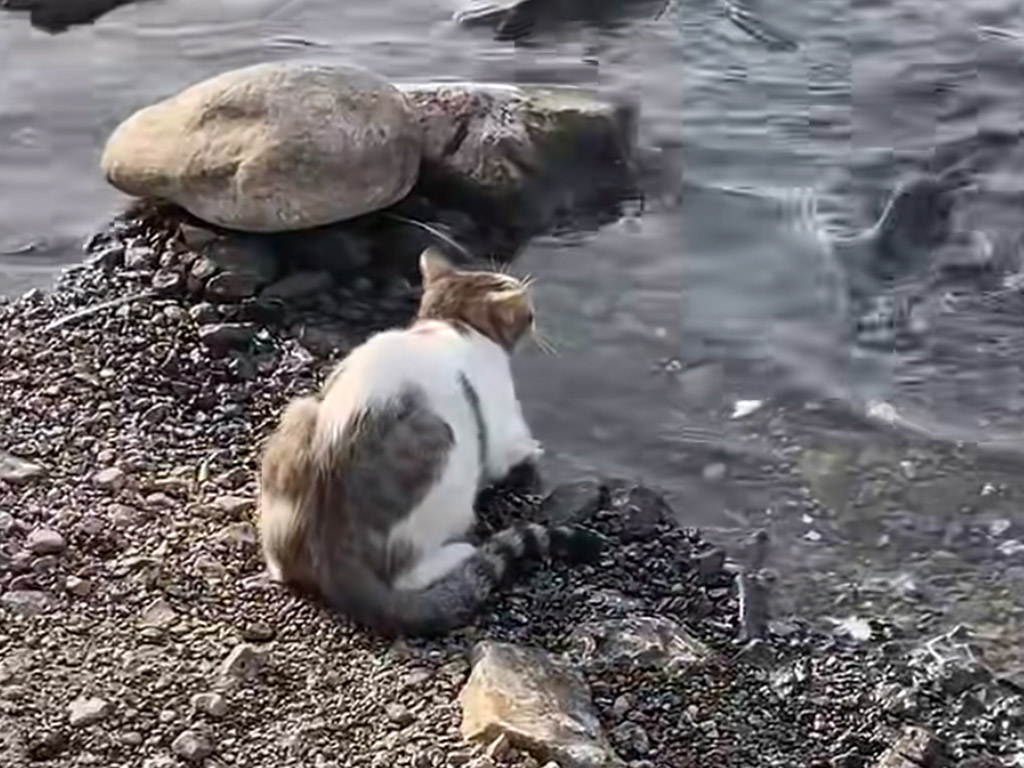 狙って待って… 一発成功！ 猫が水辺で披露した驚きの釣りテクニック