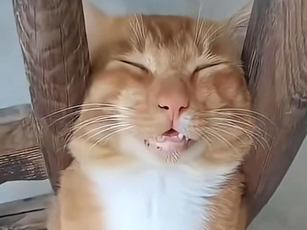 お疲れなのかな？ 豪快に足を広げて爆睡する猫さん、そのポーズが人間みたいで可愛すぎる