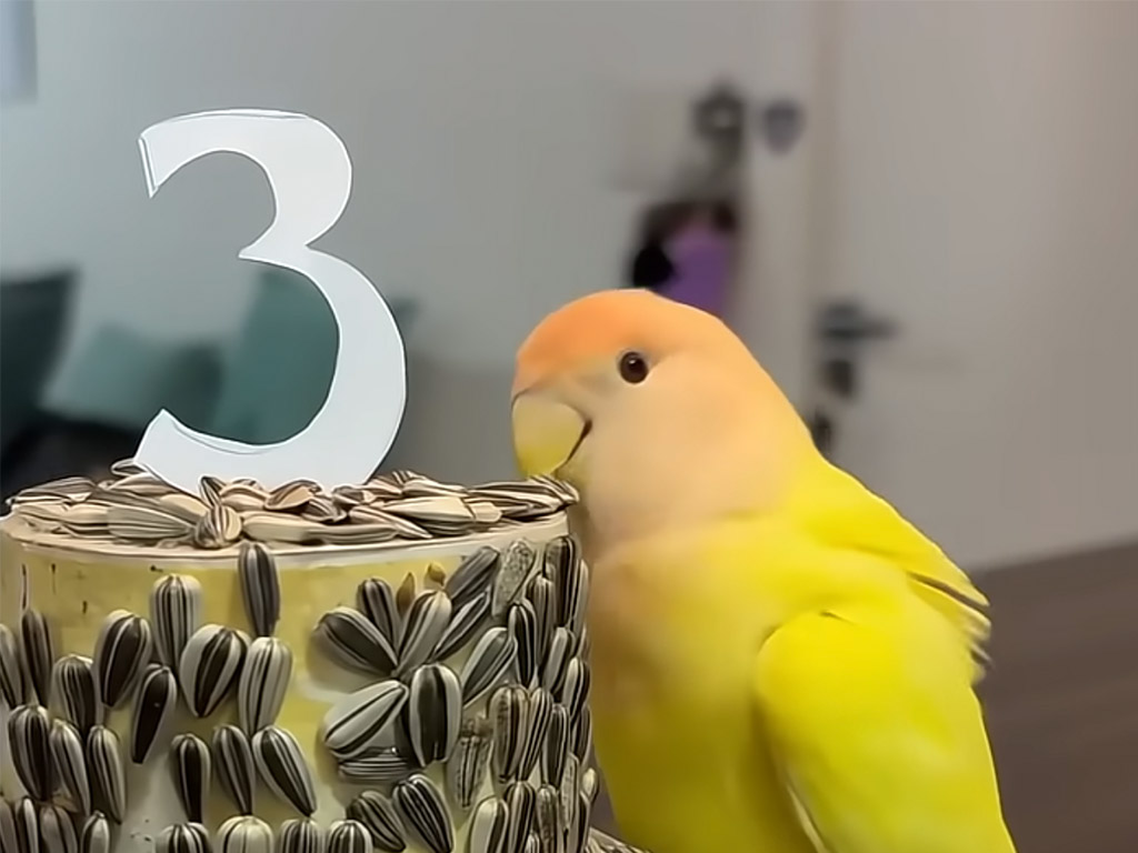 ひまわりの種で作った誕生日ケーキ、嬉しそうに祝ってもらう鳥さんの姿にほっこり