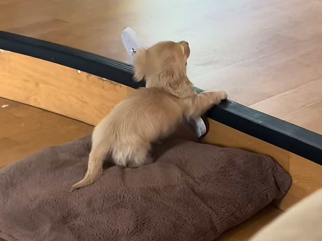 小さな障害物を越えてサンダルを運ぶ、ダックスフンド子犬さんの奮闘が愛おしい