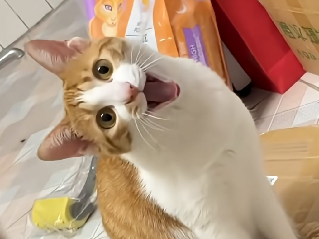 鳴き声も仕草もおそろい！飼い主を真似して遊ぶ猫さんたちの愛らしい姿