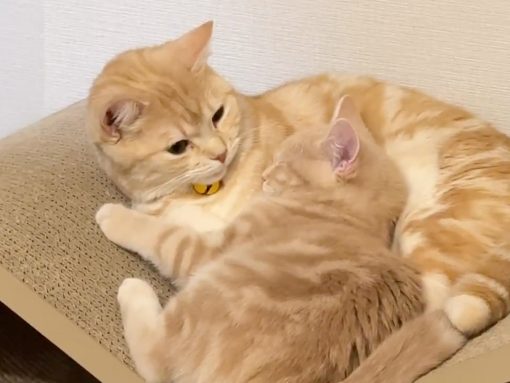 子猫をそっと寝かしつける茶トラ猫さん、母のように顔を覗き込む優しい仕草に癒される