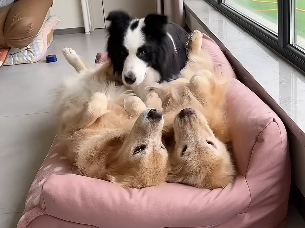 3匹でぴったり寄り添ってお昼寝、ふわふわサンドイッチ状態で眠る犬さんたち