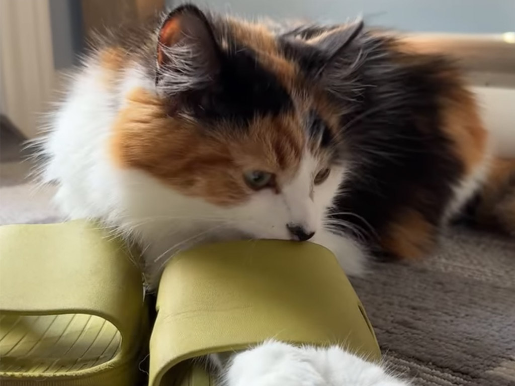 丸めた紙ボールで大興奮！ 靴まで使って自由に遊ぶ三毛猫さんの姿が可愛い