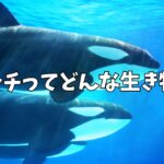 シャチ