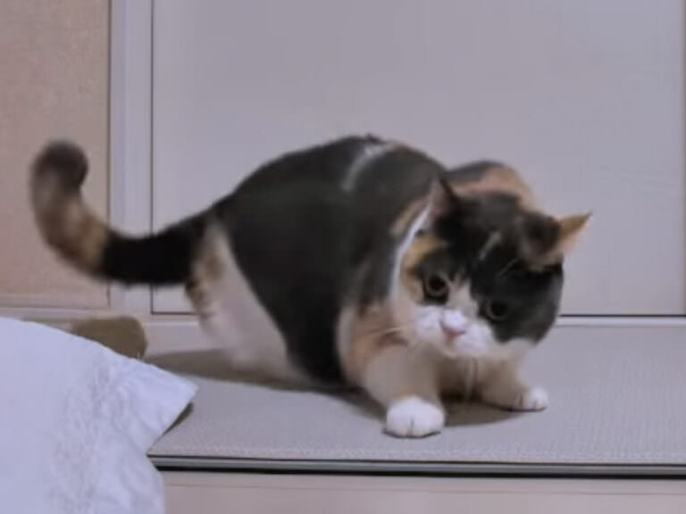 やる？ 来る？」三毛猫さんの“やんのかステップ”が止まらない