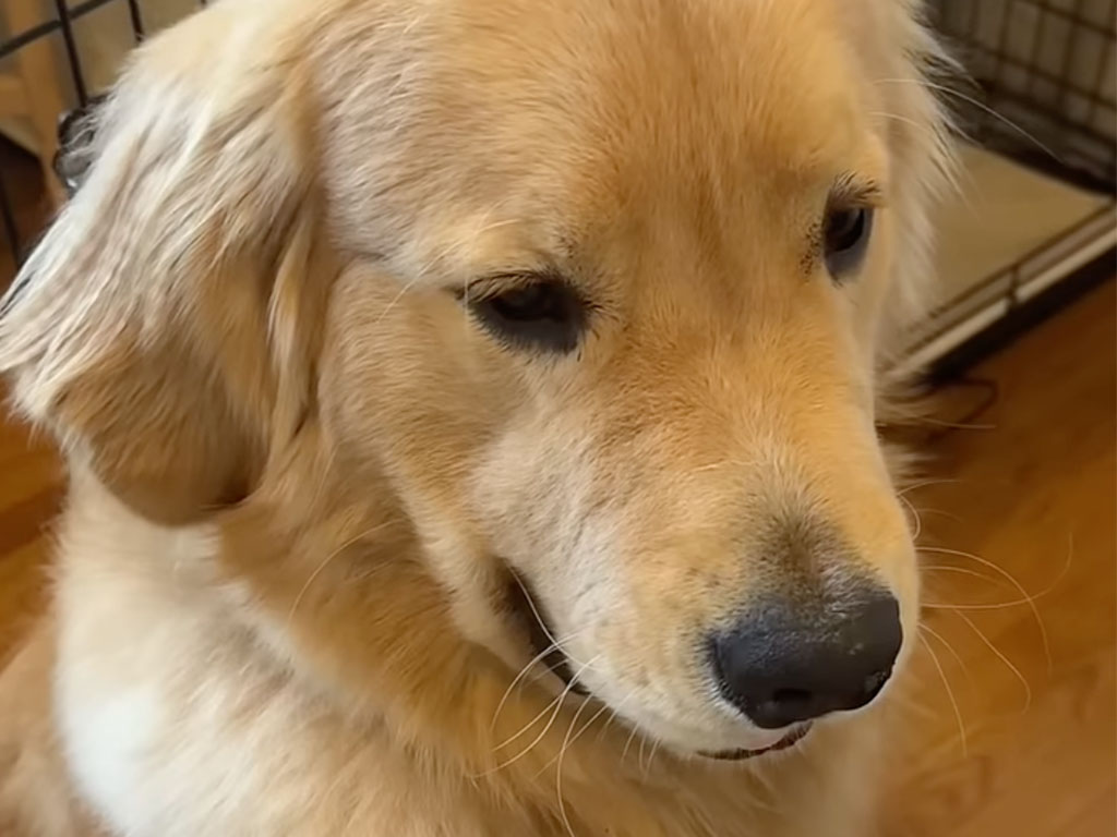 トントン＆そっとカプッ！ 優しすぎるゴールデンの愛情表現